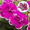 Bild von Petunia double P12 Magenta picotee